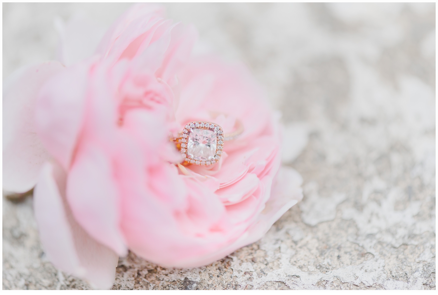 a rose with engagement ring