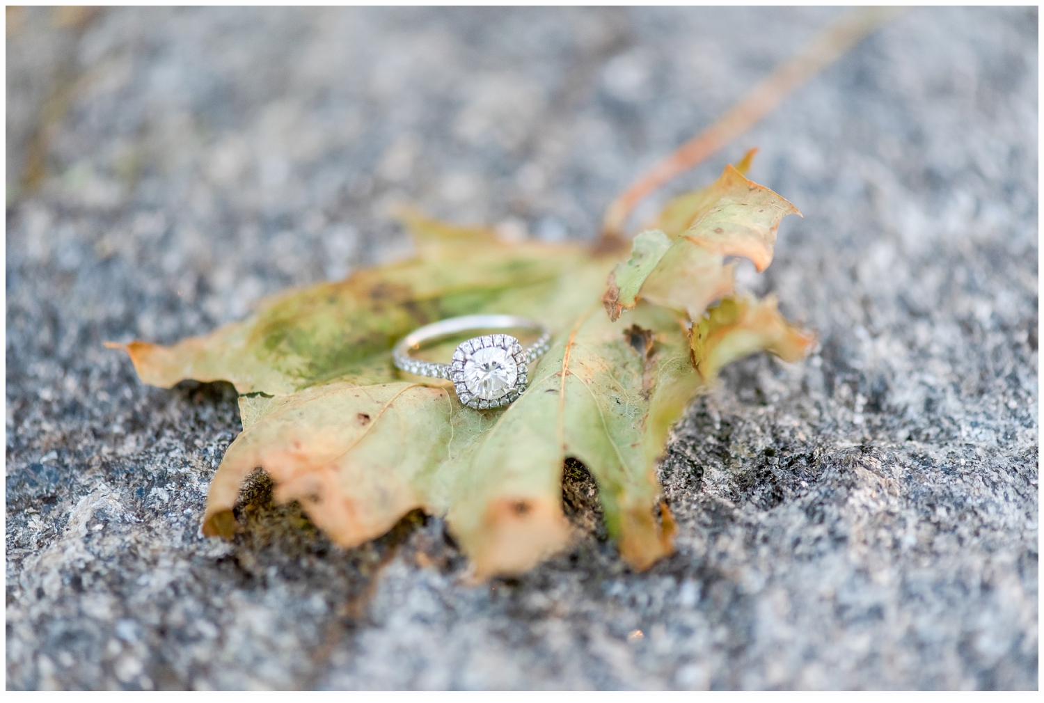 pretty engagement ring picture on a leaf