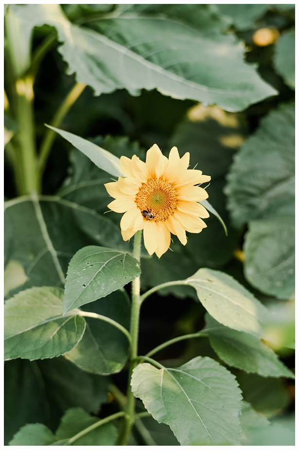 pretty yellow sunflower with a bumble bee inside of it