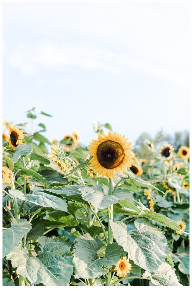 megan-bobby-engagement-session-warwick-winery_0656.jpg