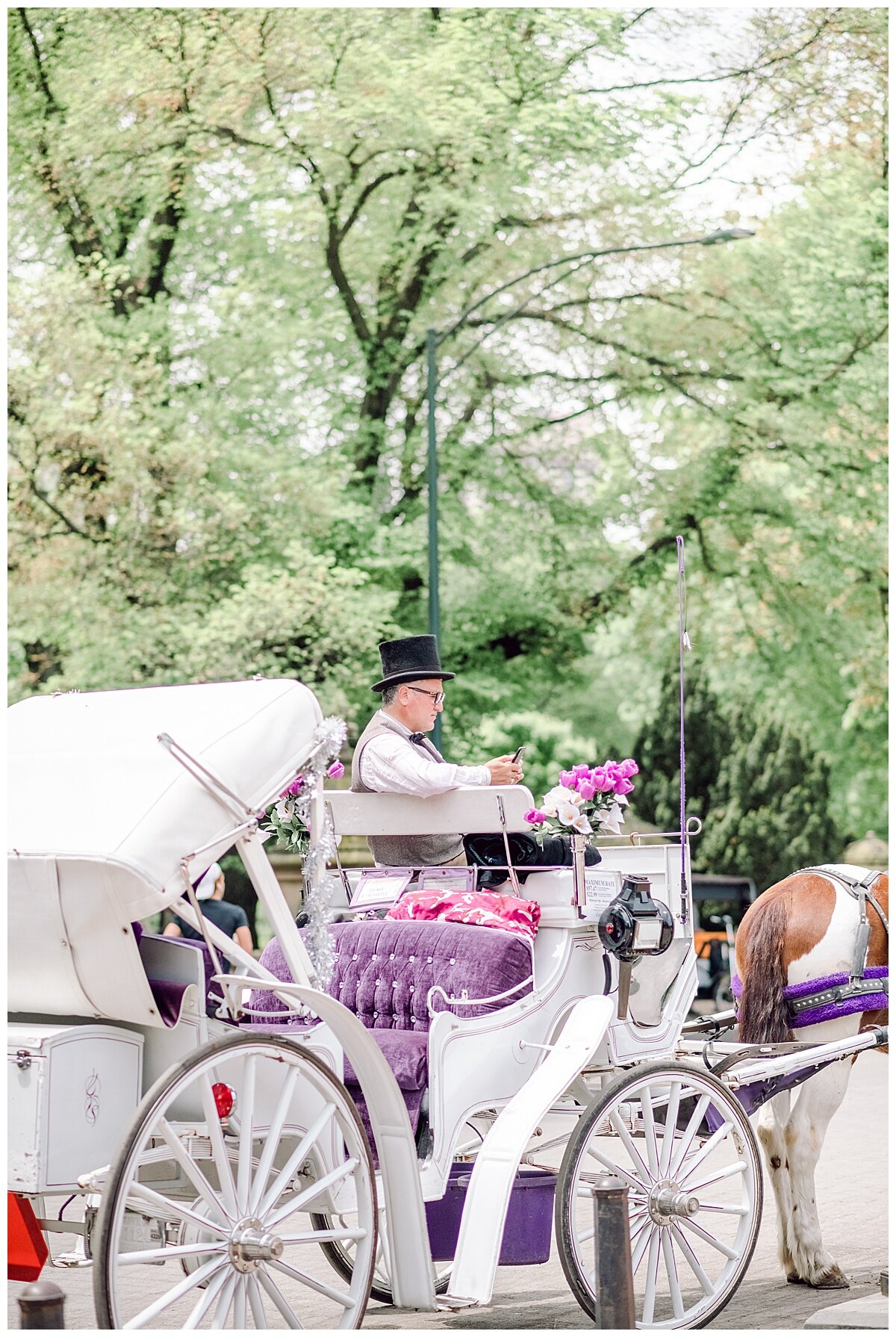 pretty horse and carriage in central park