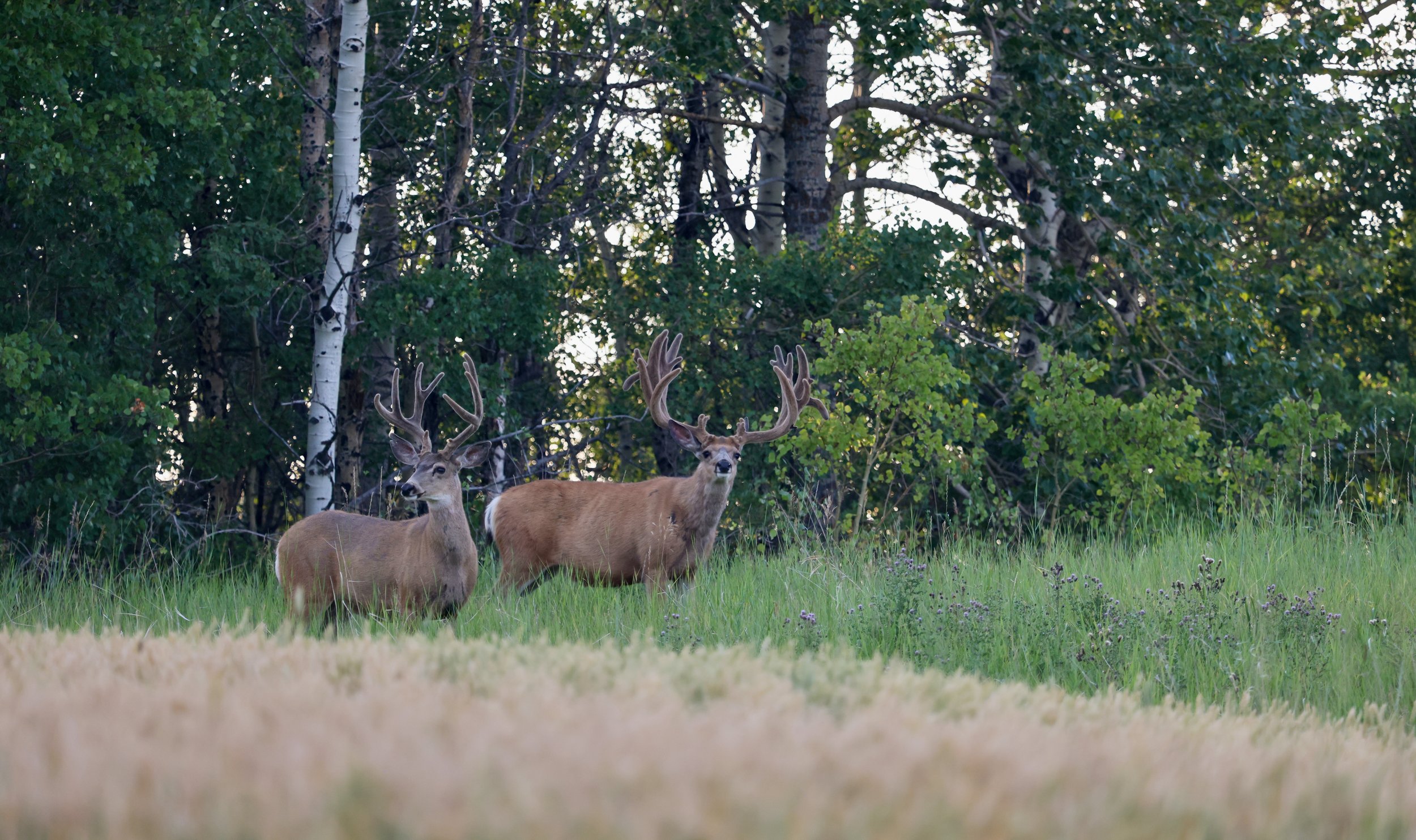 Alberta Mule Buck.jpg