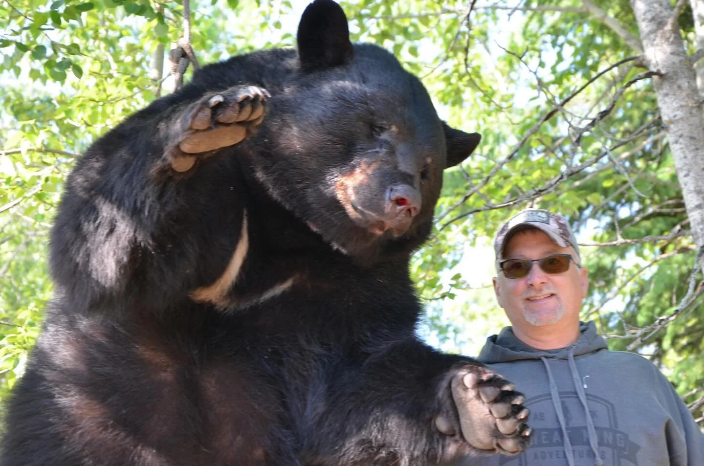 The bear of a bear hunters dream. Impressive from every angle; 8&rsquo;2&rdquo; nose to tail, 22 2/16&rdquo; skull, 497 on the scale. Congratulations Dave on ending a 5 year quest!