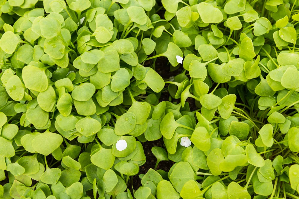 Winter Purslane (miners lettuce or claytonia)