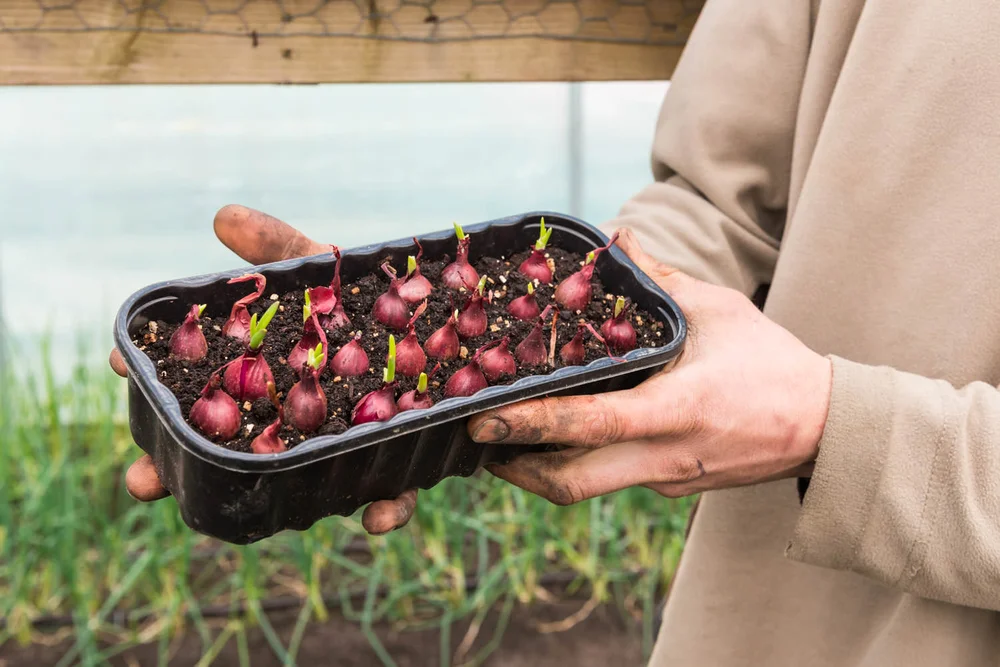 Red baron onions (also known as shooting onions)