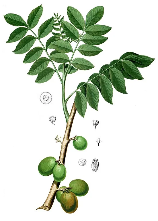 551px-Spondia_dulcis_Blanco1.132-cropped.jpg