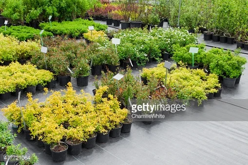 Photo by ChamilleWhite/iStock / Getty Images