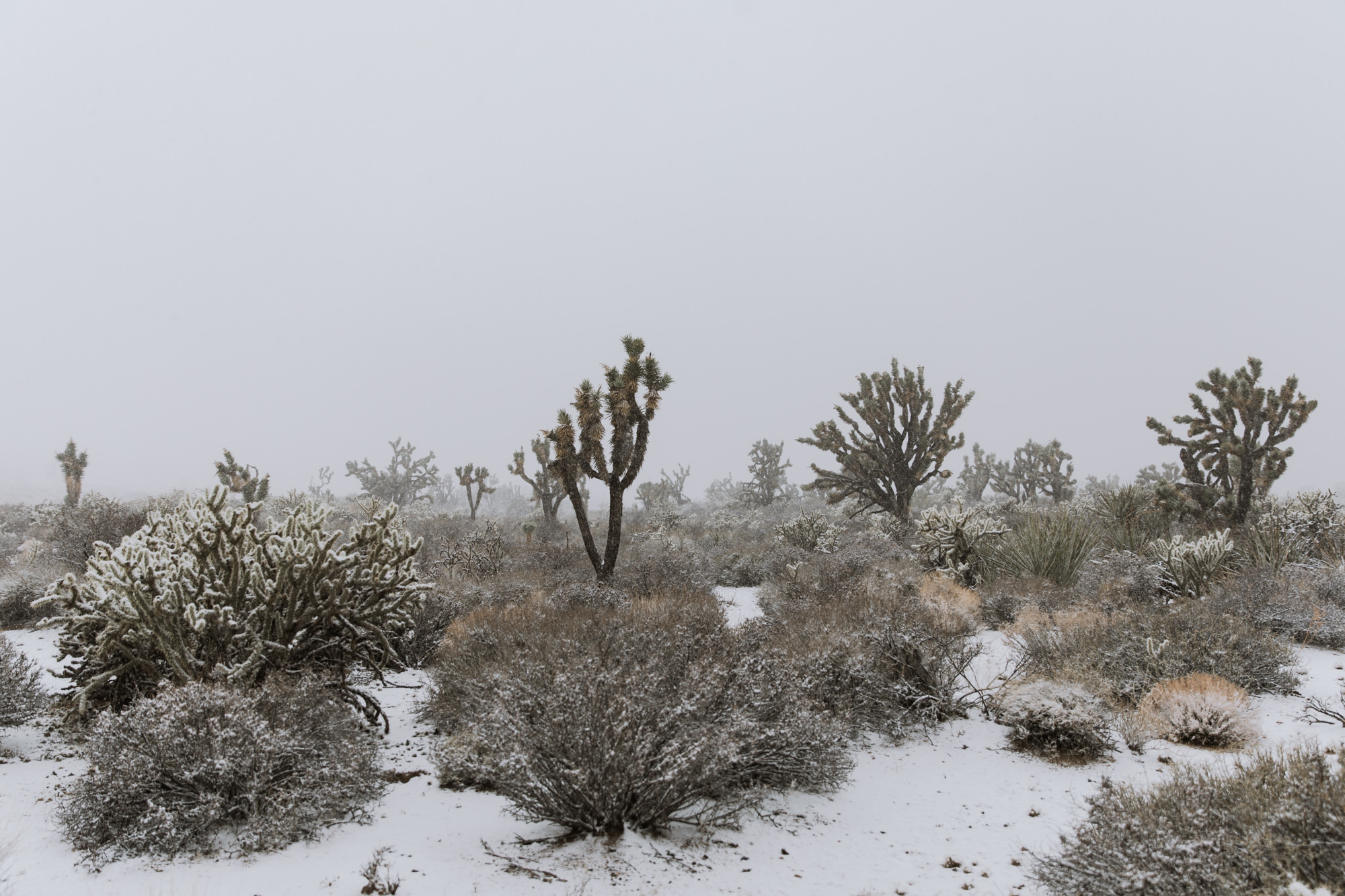 exploring mojave desert national preserve in california // adventure photographer // www.abbihearne.com