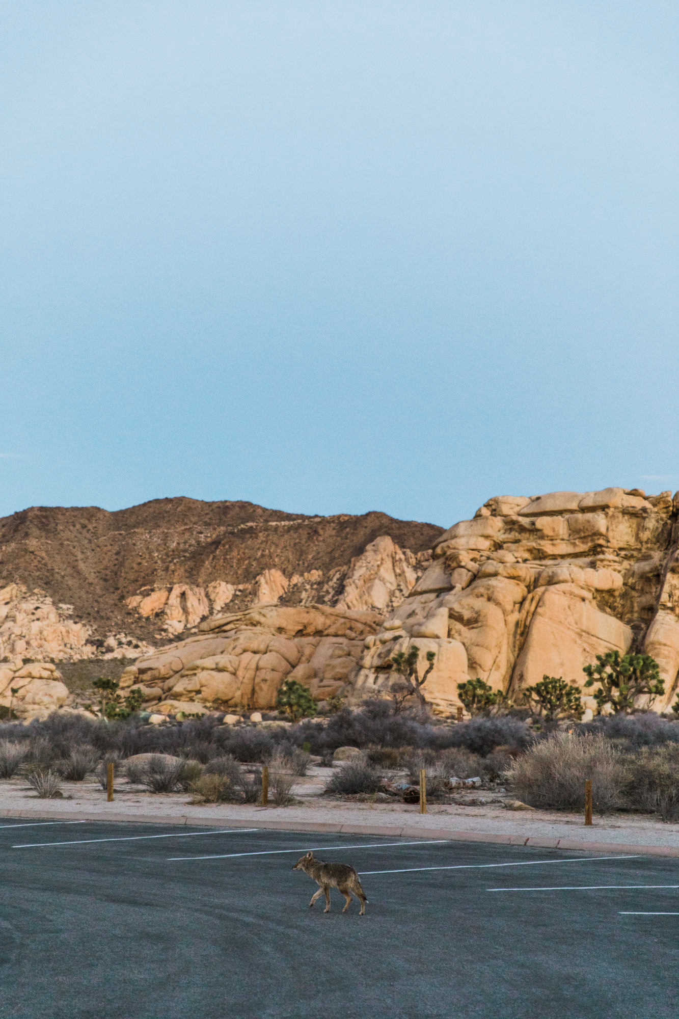 rock climbing in joshua tree national park // www.abbihearne.com