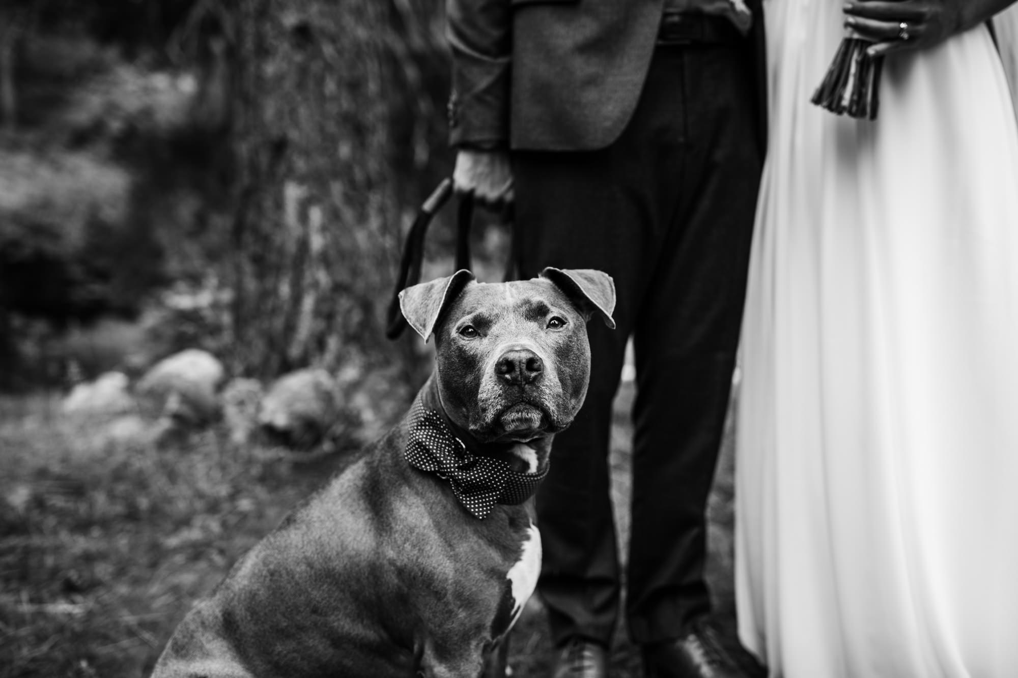 megan + zach's adventurous woodland wedding in truckee, california | romantic rainy wedding day inspiration | lake tahoe wedding photographer | www.thehearnes.com