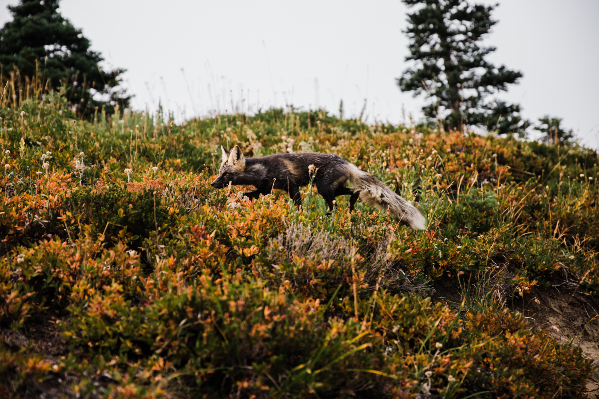 erin + ryan's intimate wedding in mount rainier national park | washington adventure elopement photographer | BHLDN adventurous mountain bride | the hearnes adventure photography | www.thehearnes.com