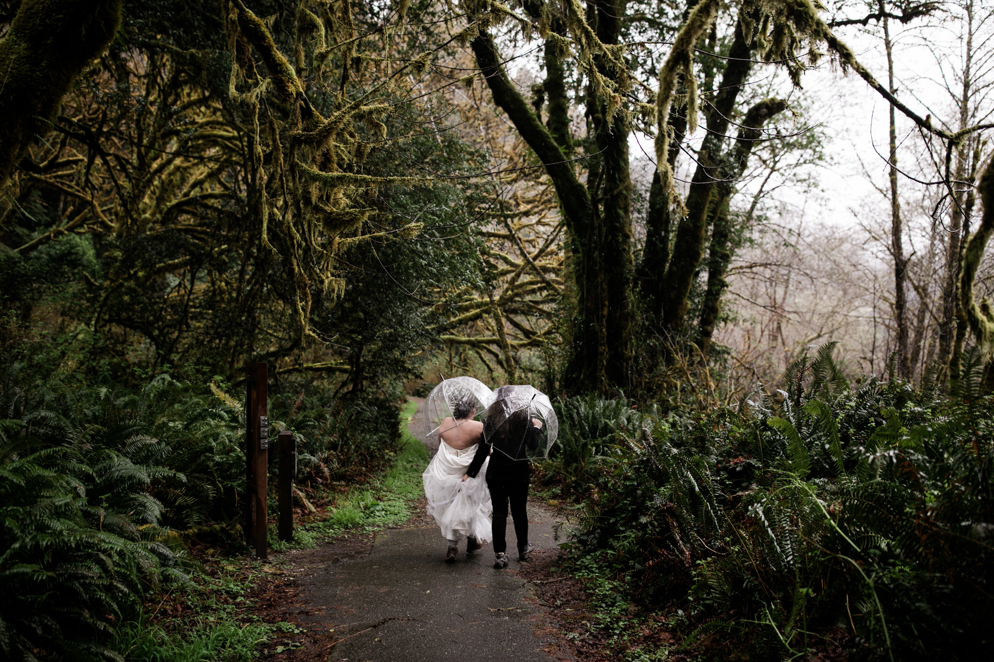 wedding portraits in the redwoods