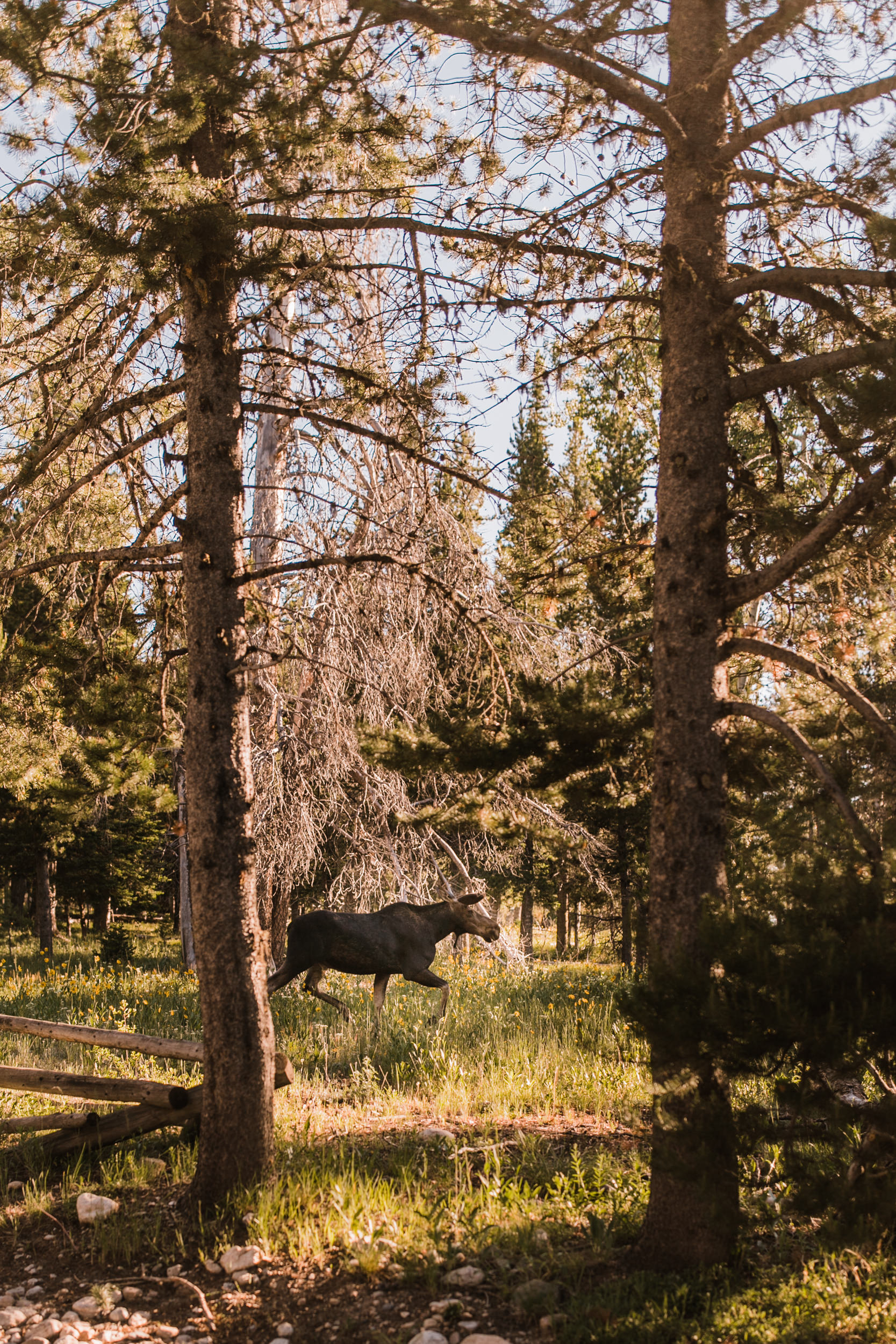 tara + david's post-wedding adventure portrait session in grand teton national park | jackson, wyoming wedding photographer | the hearnes adventure photography