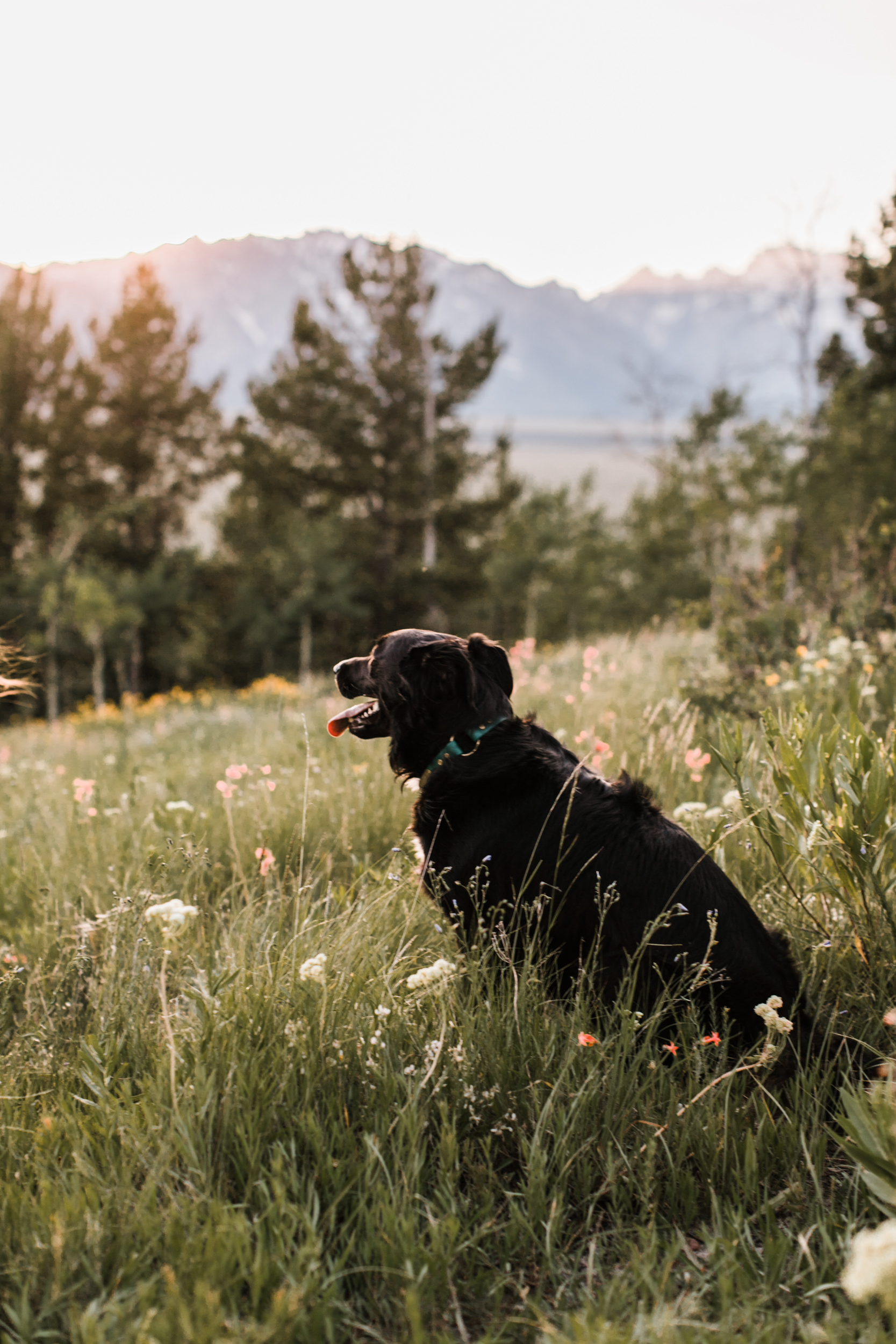 maggie + gary's adventure engagement session in grand teton national park | jackson hole, wyoming wedding photographer | the hearnes adventure photography