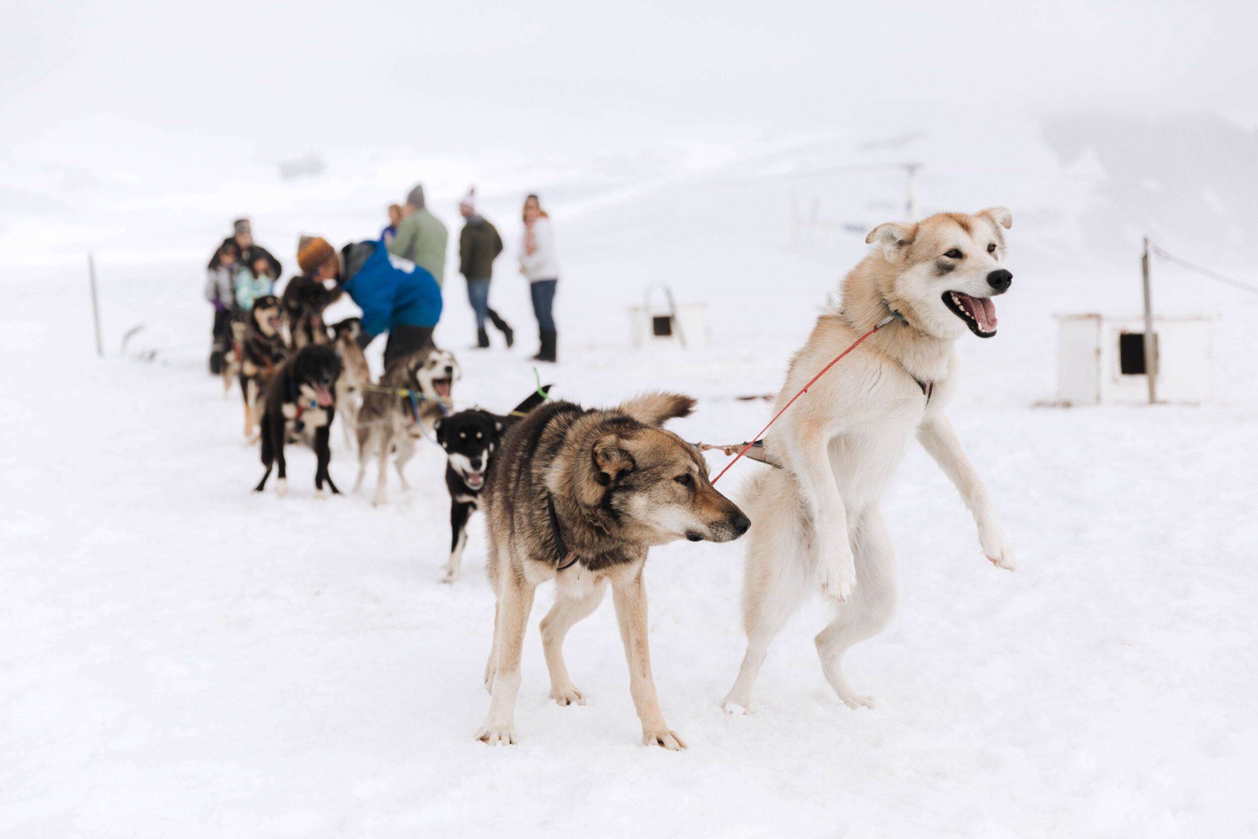 The Hearnes are Wedding Photographers in Alaska | Glacier Dog Sledding Adventure Elopements
