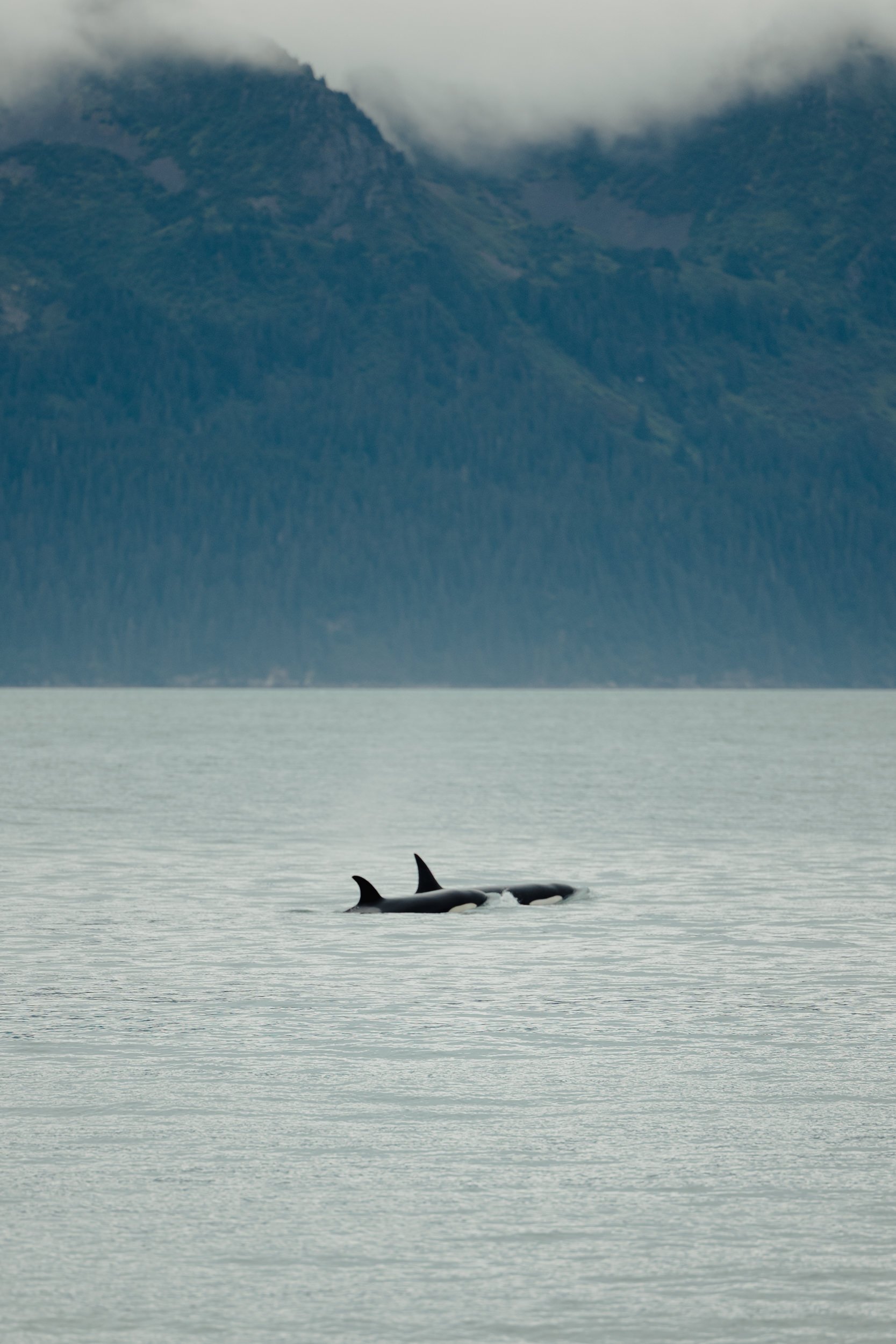 Seward, Alaska Helicopter Wedding with Orcas and Otters | Glacier Elopement with The Hearnes Adventure Photography