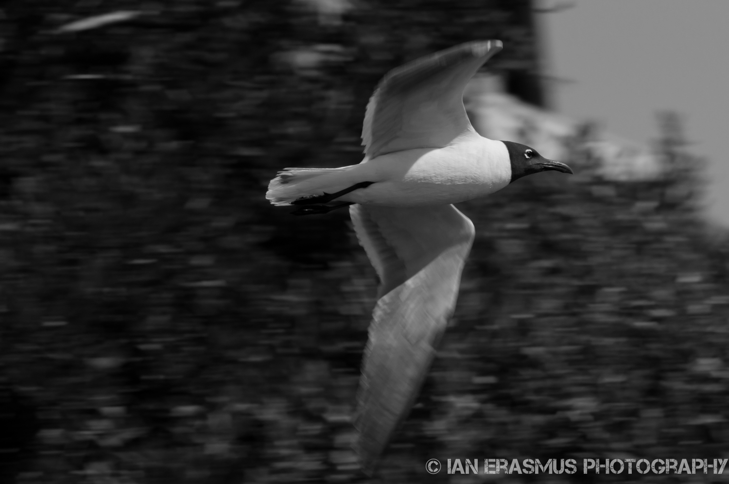 Assateque Island (6 of 26).jpg