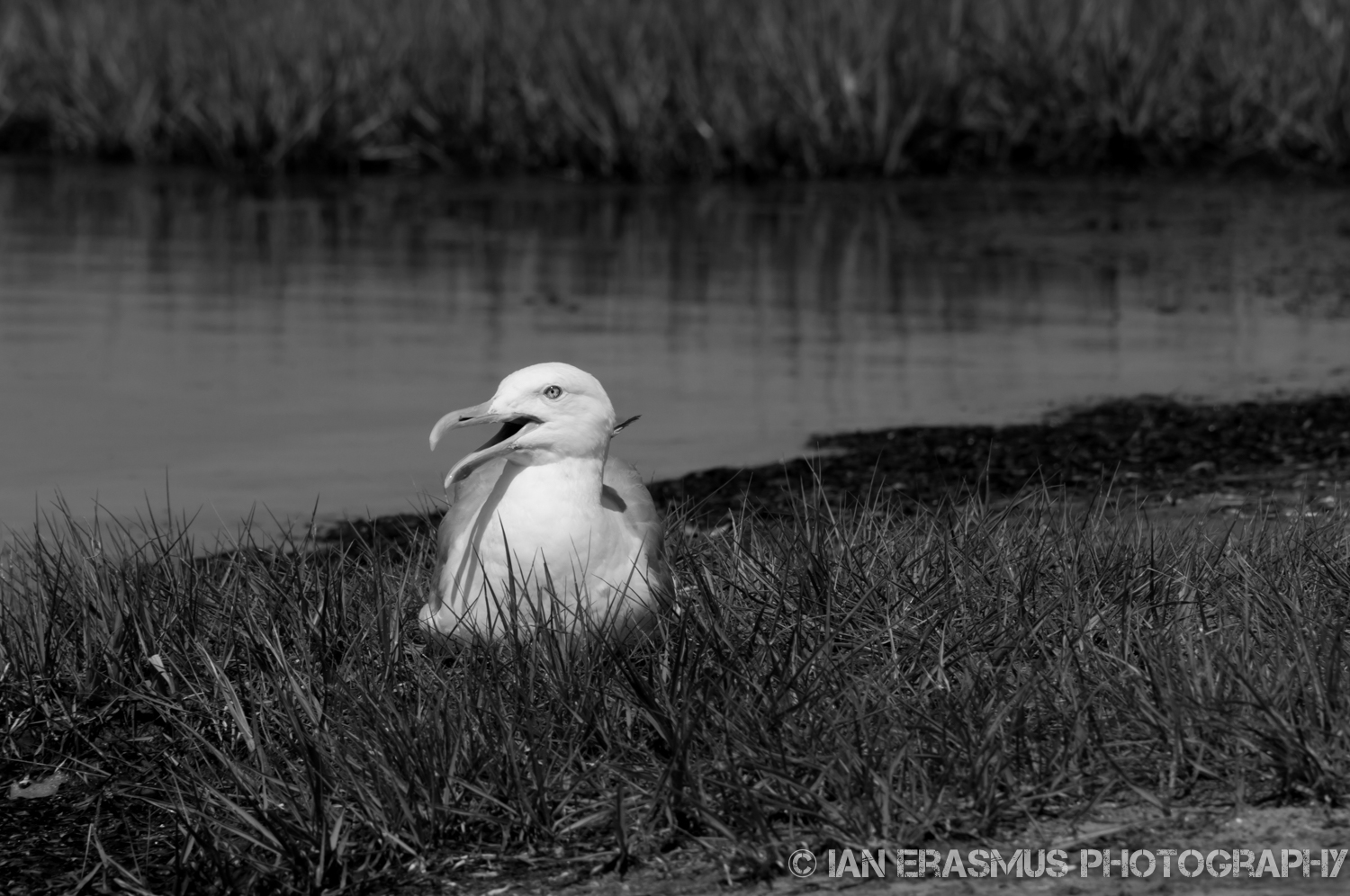 Assateque Island (7 of 26).jpg
