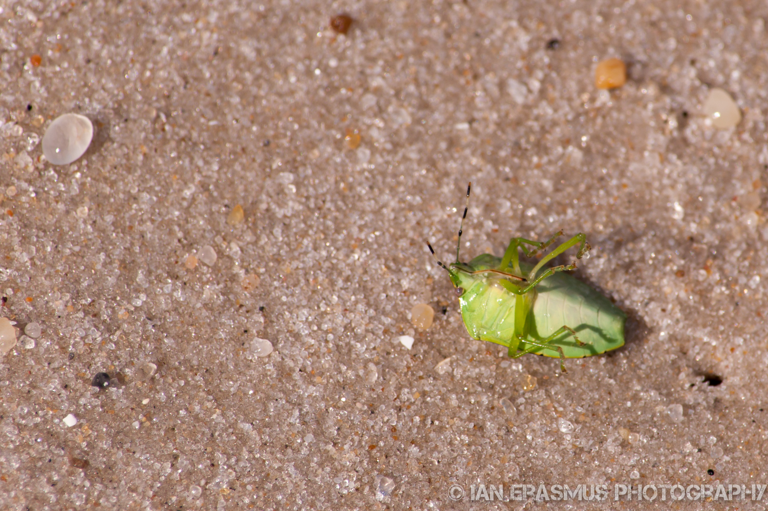 Assateque Island (8 of 26).jpg