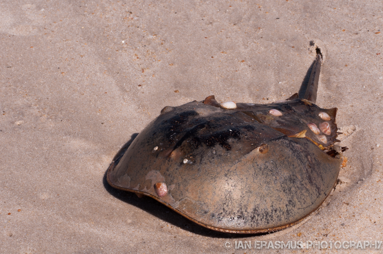 Assateque Island (9 of 26).jpg