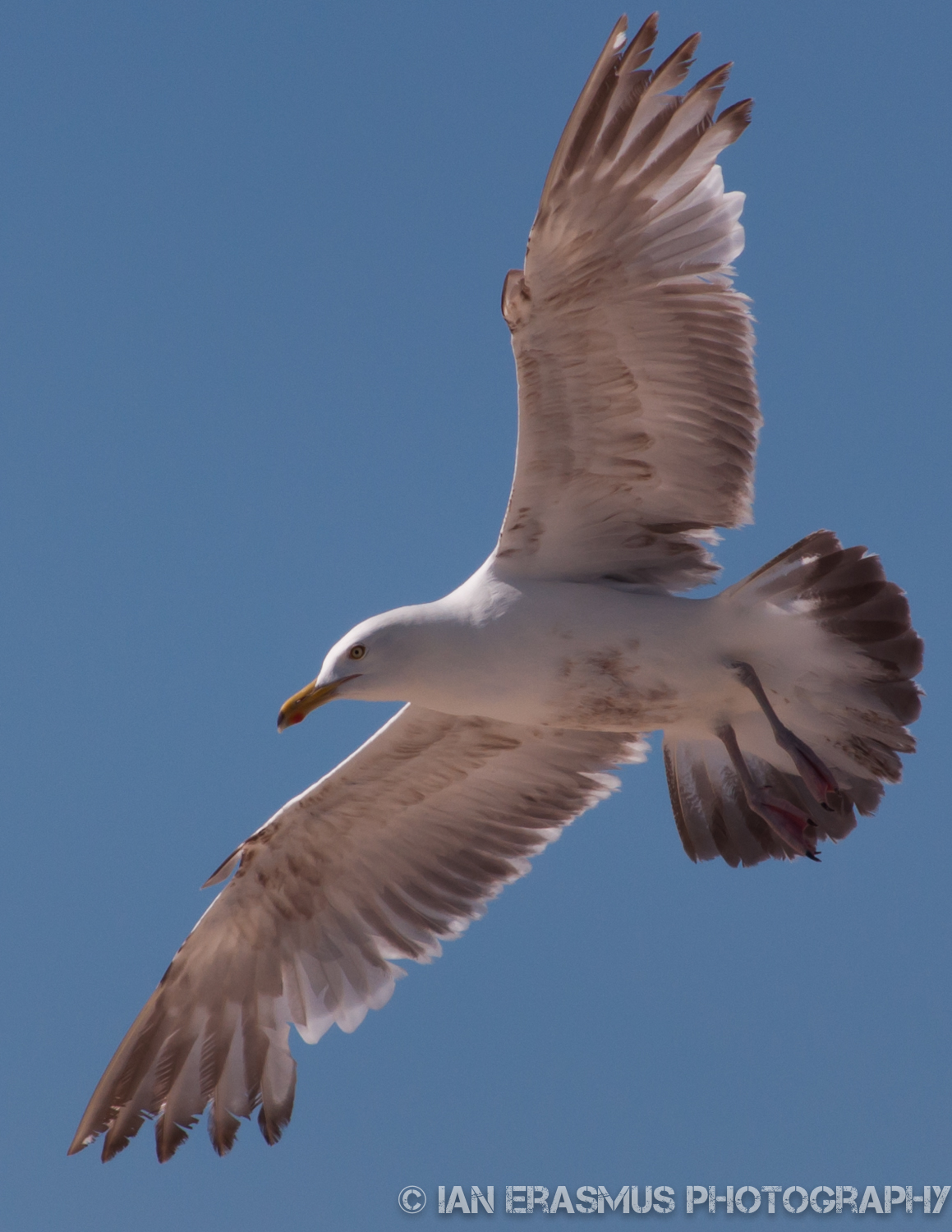 Assateque Island (10 of 26).jpg