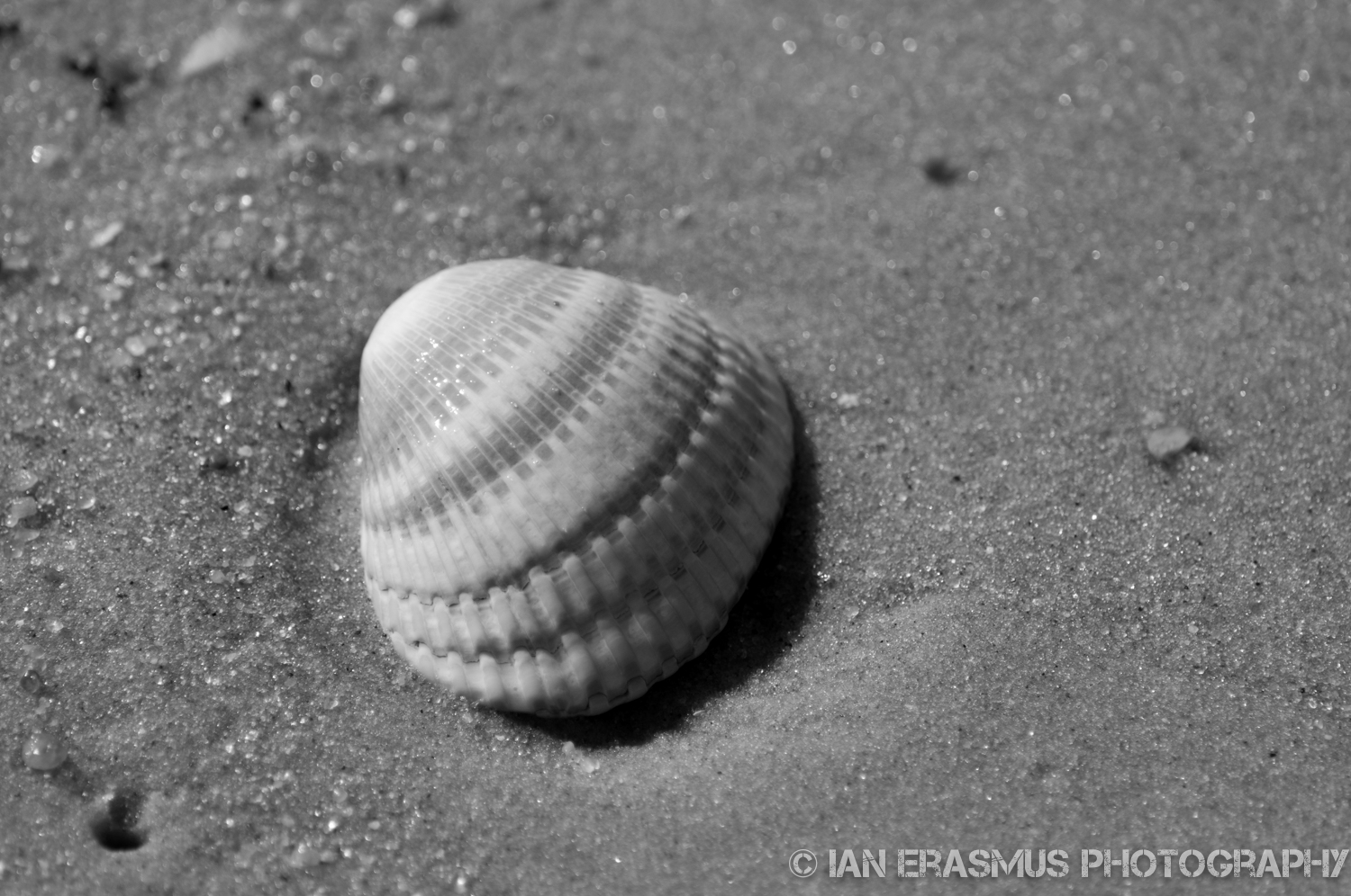 Assateque Island (12 of 26).jpg