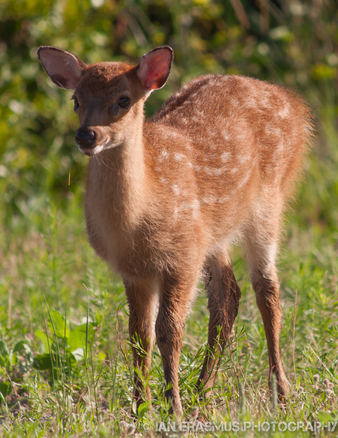 Assateque Island (17 of 26).jpg