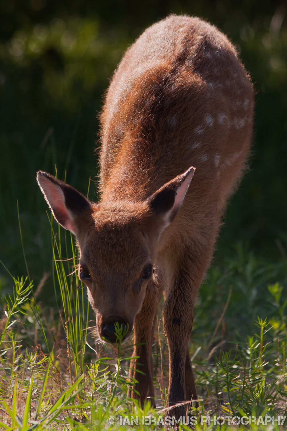 Assateque Island (21 of 26).jpg