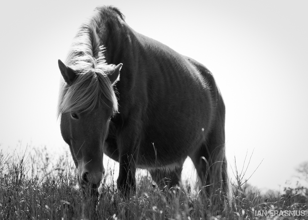 Assateague Island-7.jpg