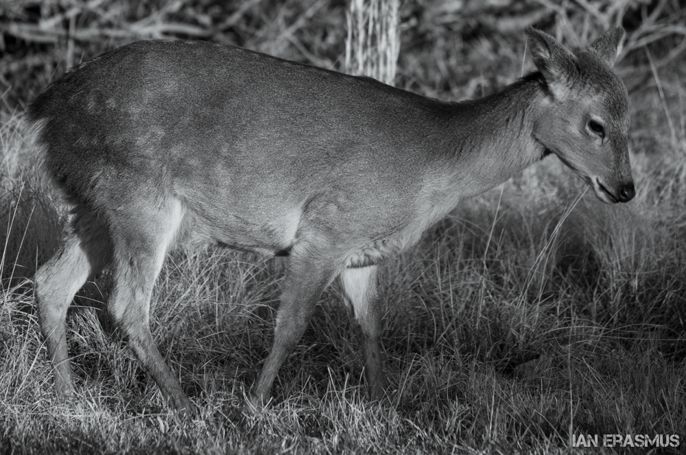 Assateague Island-9.jpg