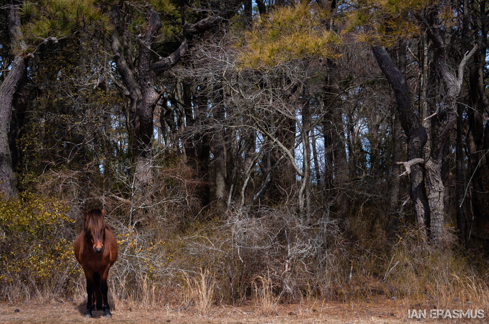 Assateague Island-18.jpg