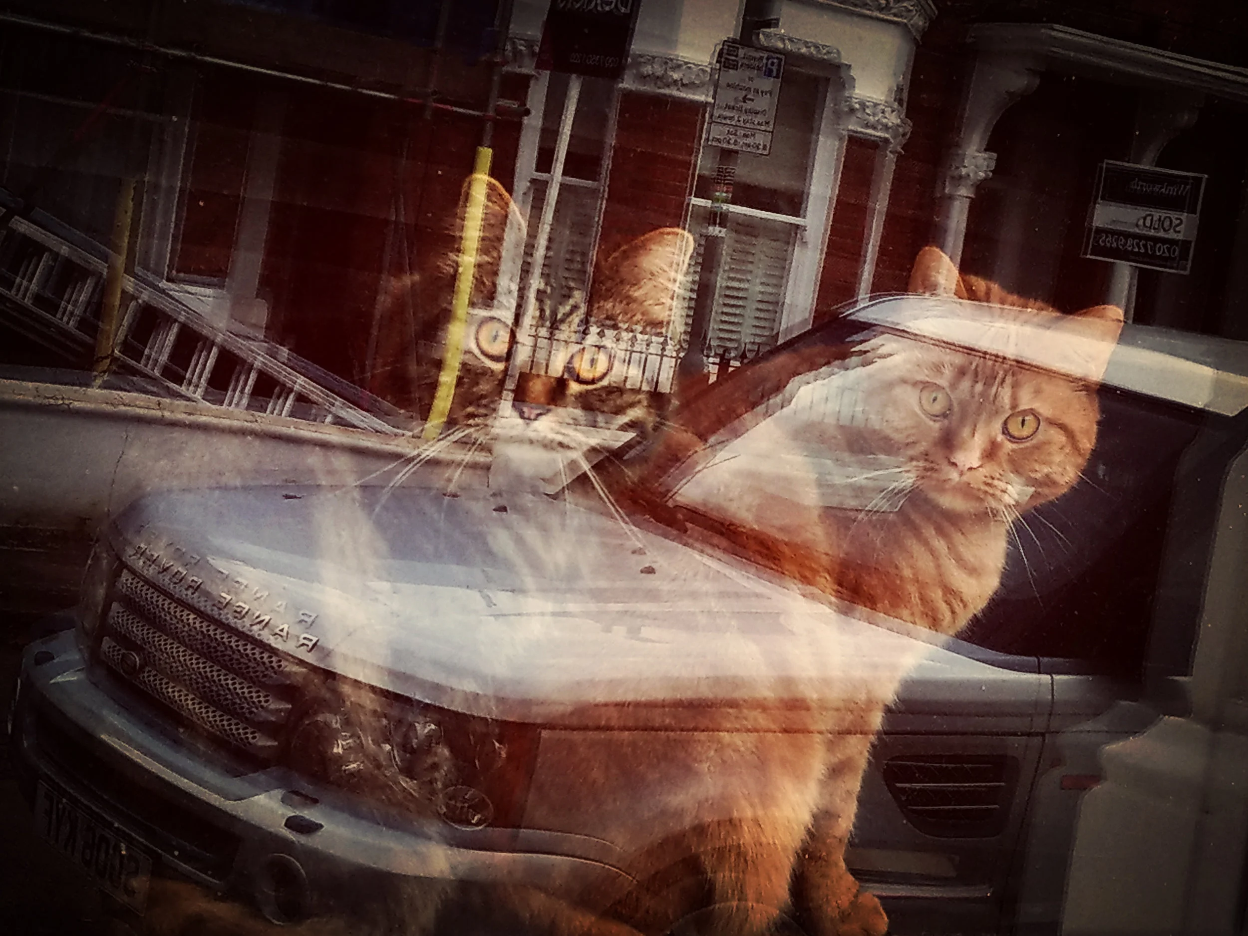 Clapham Cats