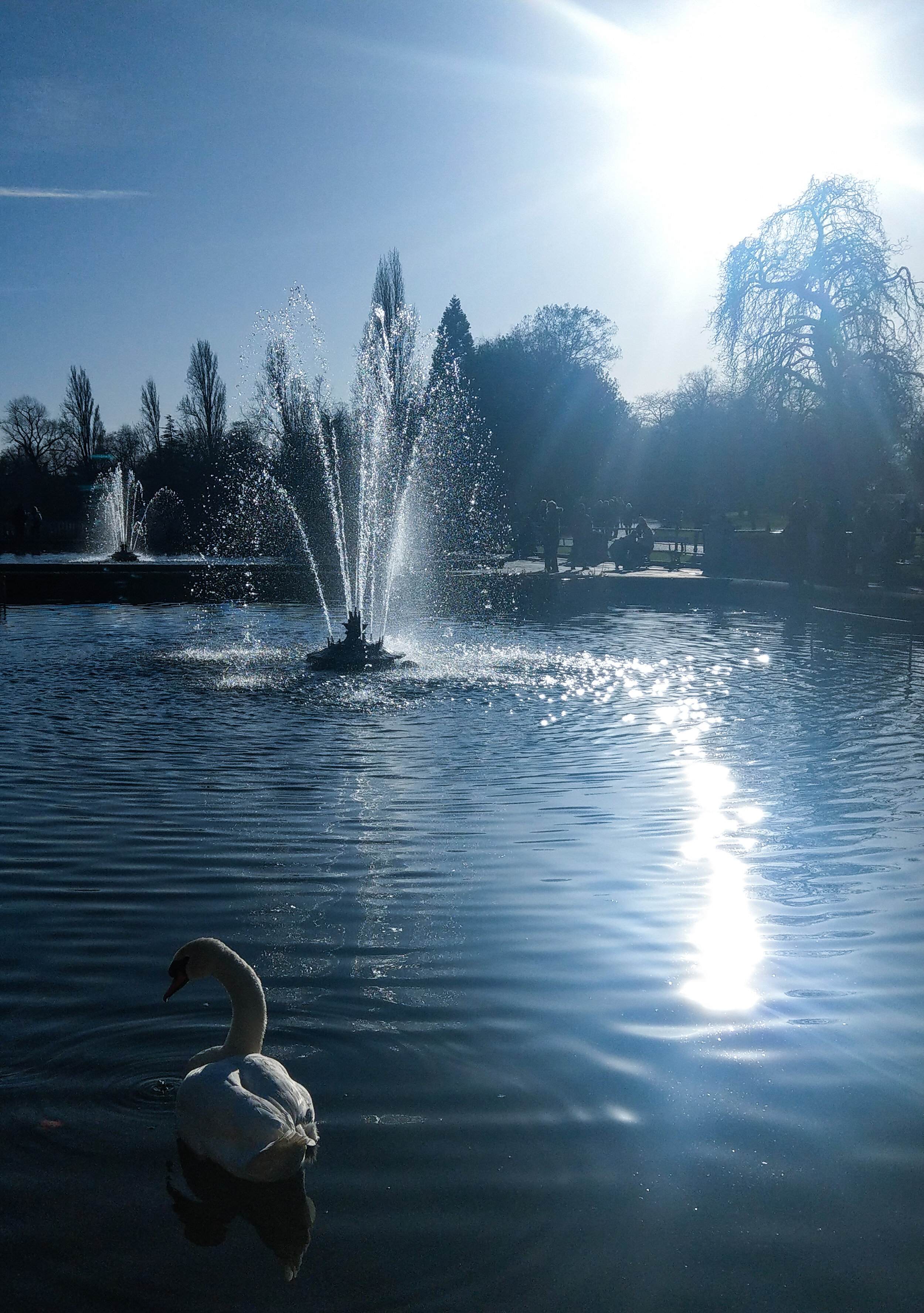 Lone Swan, Hyde Park, London