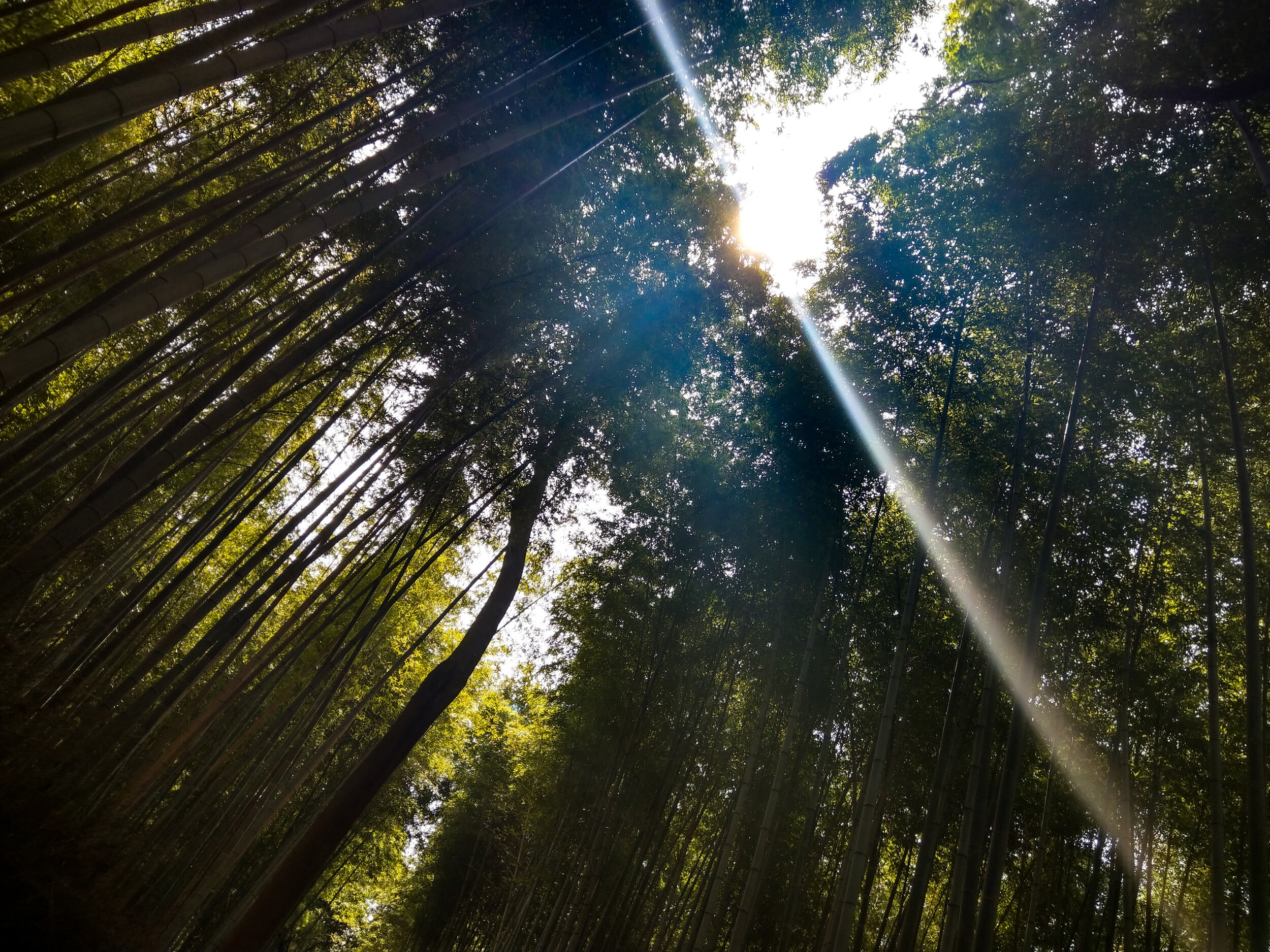 Bamboo Grove, Arashiyama, Japan 竹林の道, 嵐山, 日本