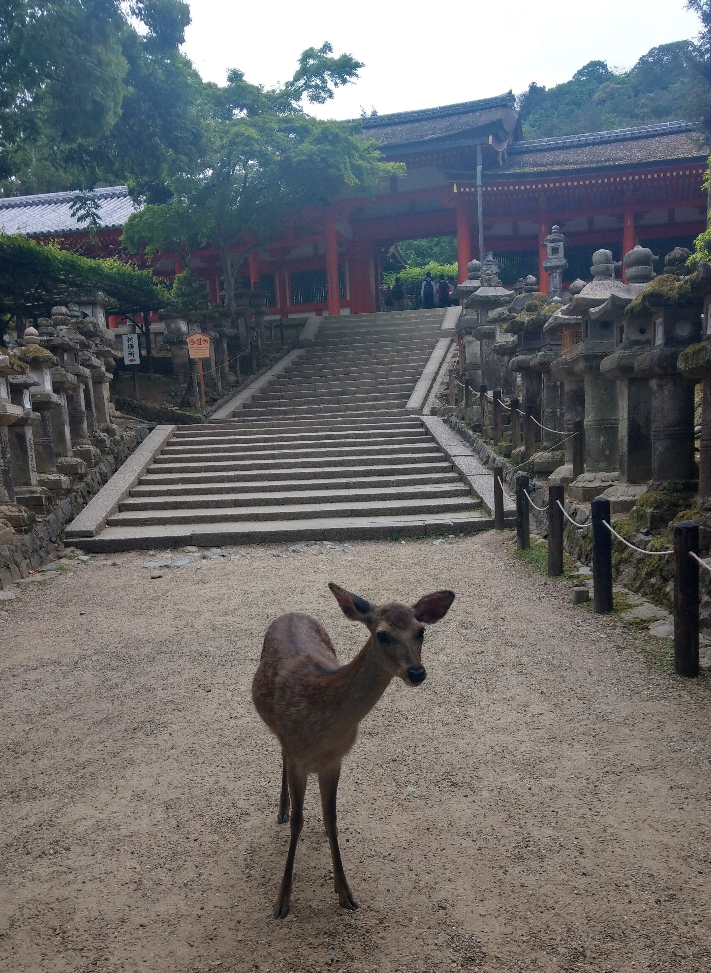 Deer in Nara, Japan 奈良市, 日本 2