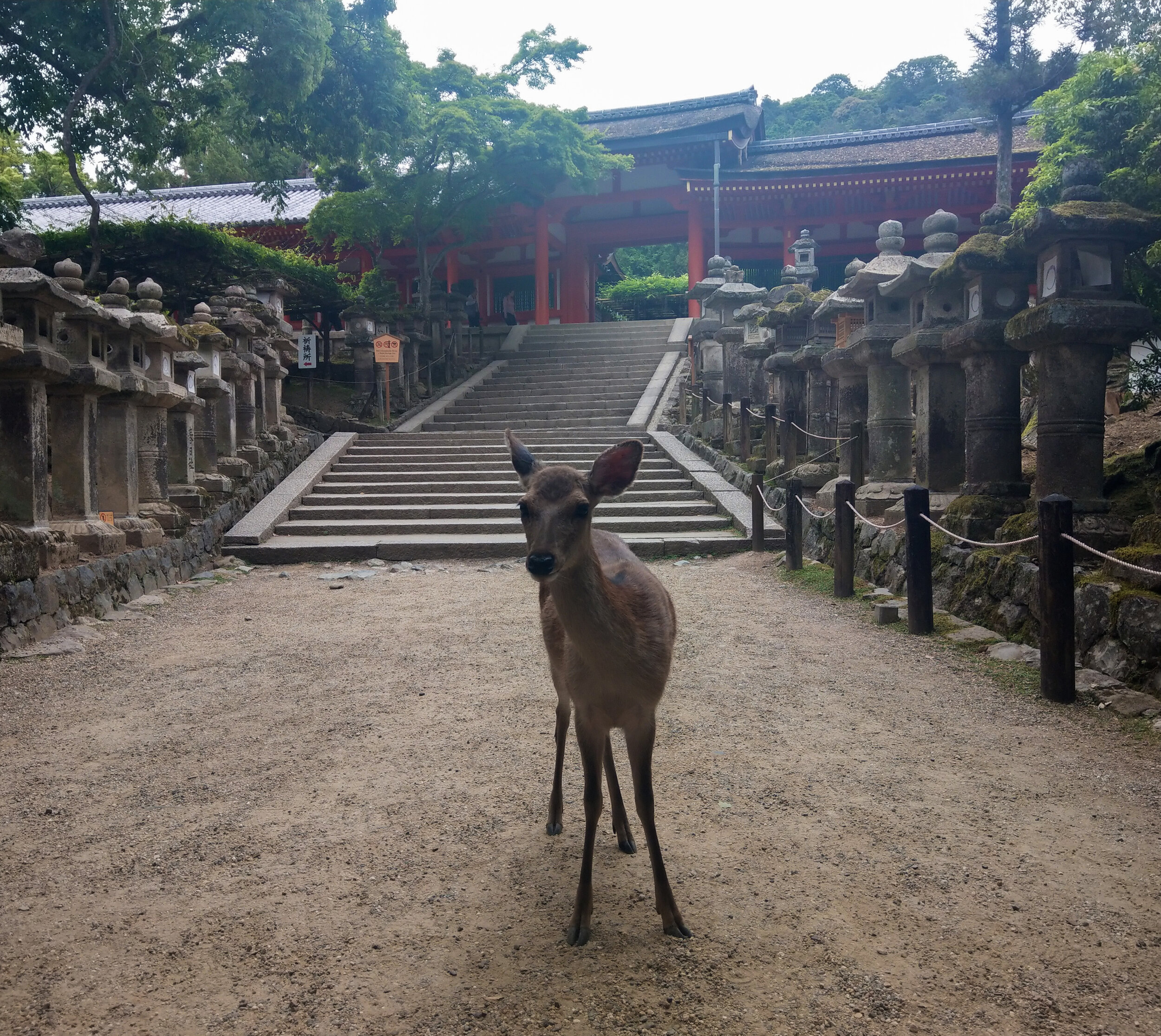 Deer in Nara, Japan 奈良市, 日本