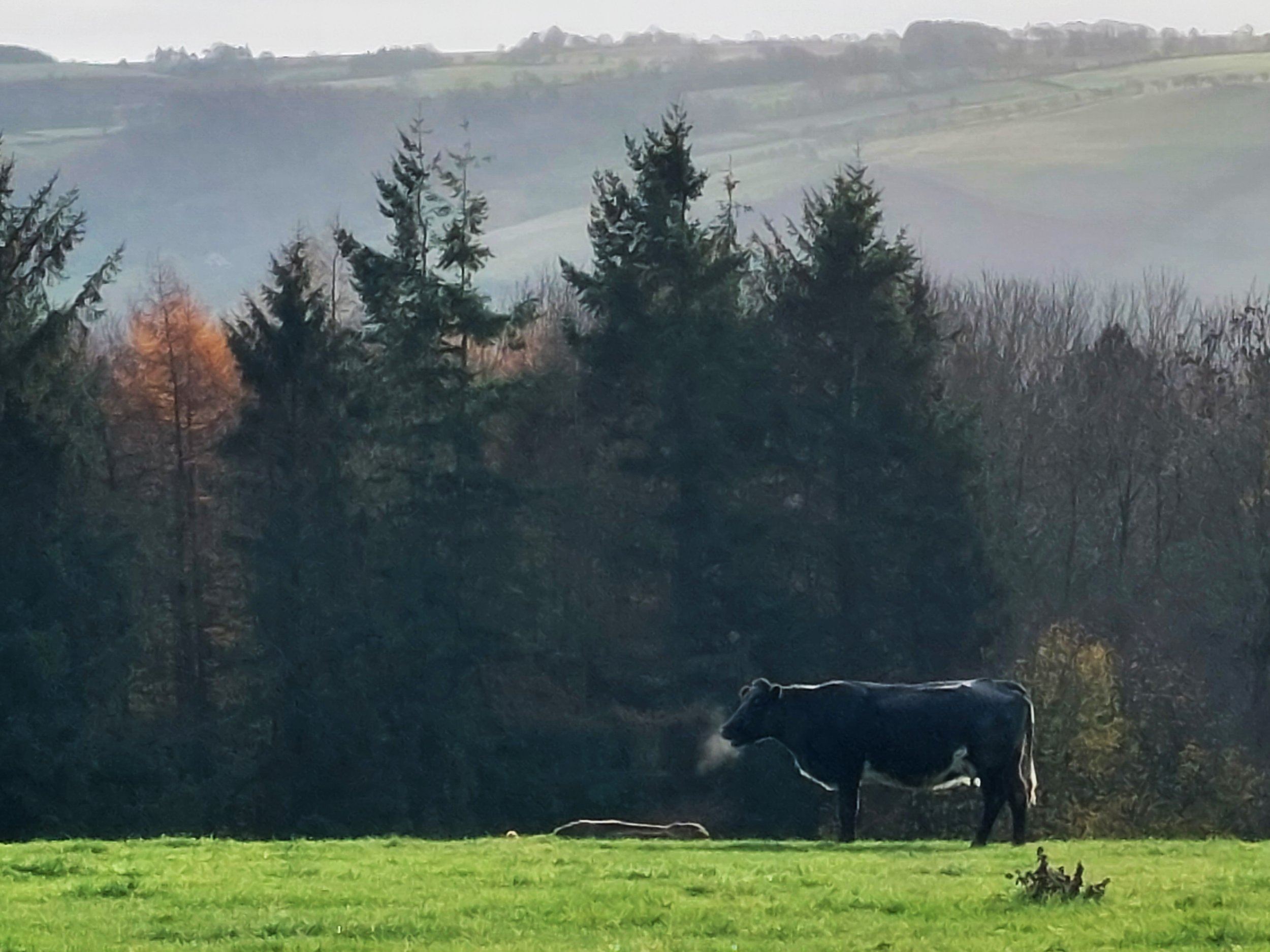 Llandysill Cow