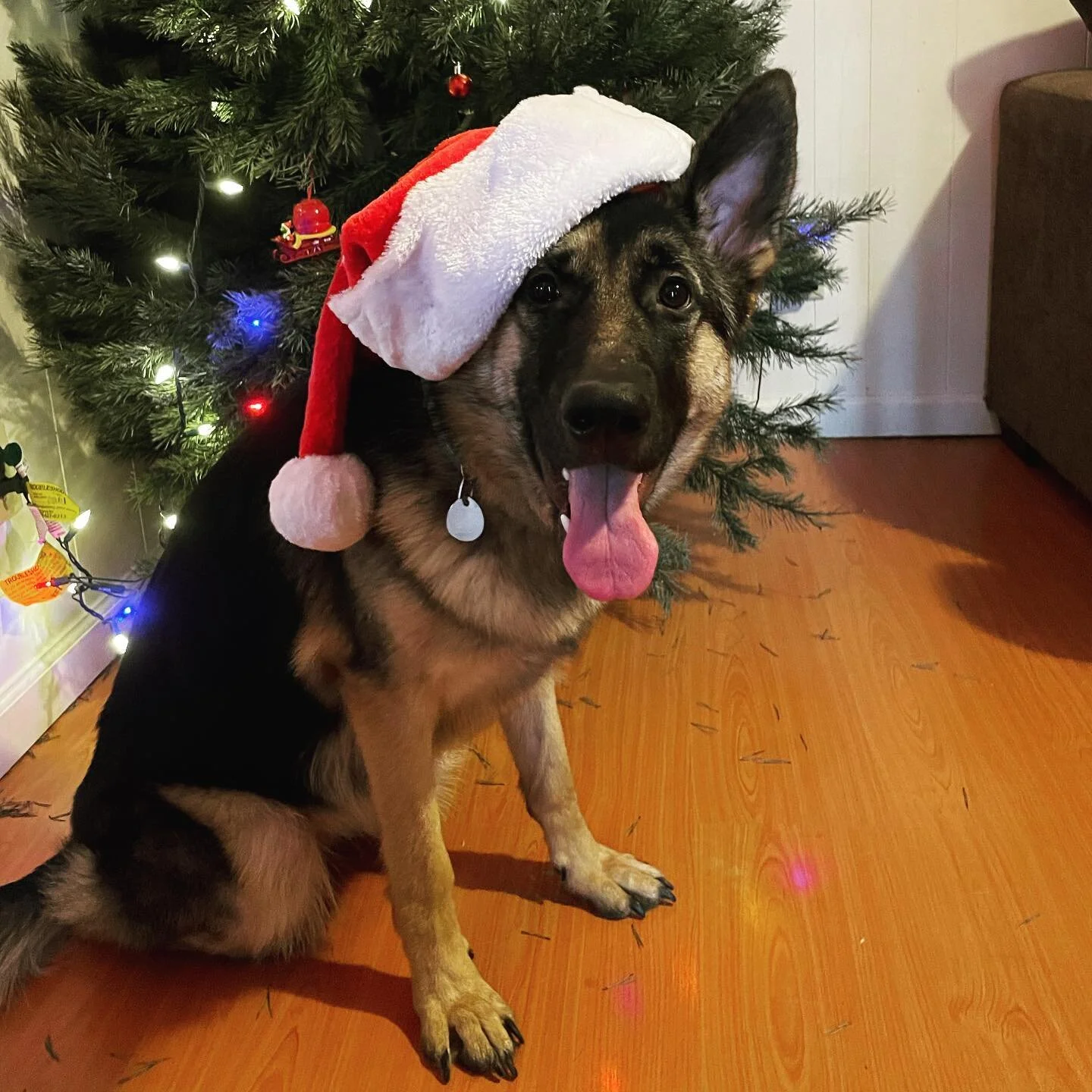 Z is ready for Christmas! Pretty sure she is excited to open her presents. I would have to guess she asked Santa for steak and a new Mr. Bear since she ripped him up this week lol. 

Hope everyone has a Merry Christmas! 

#gsdofig #gsdpuppy #gsd #mer