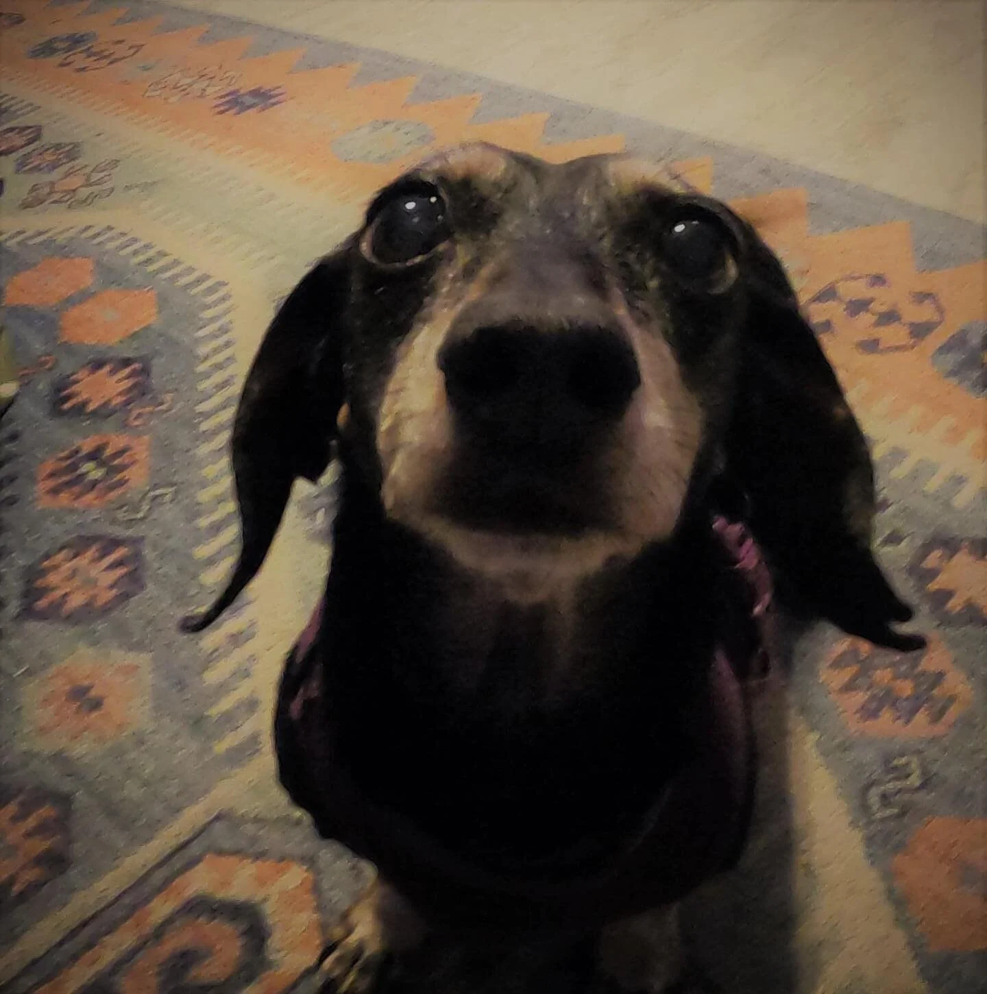 Today would have been this little pups 16th Birthday. She fought so hard to make it too. She was such I fighter. Almost two years ago she was diagnosed with congestive heart failure. They told me she would be lucky to make it 6 months to a year. She 