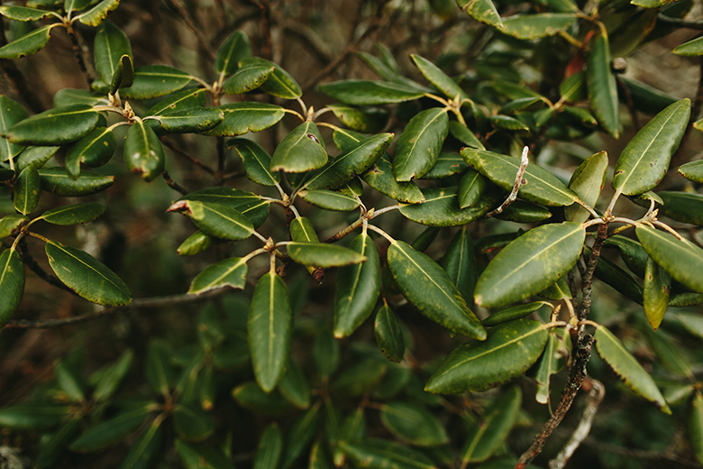 craggy gardens elopement 117.jpg