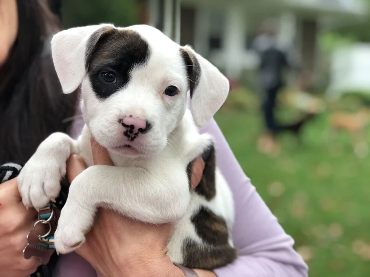 Petfinder Australian Cattle Dog Boxer Mix Petfinder Australian