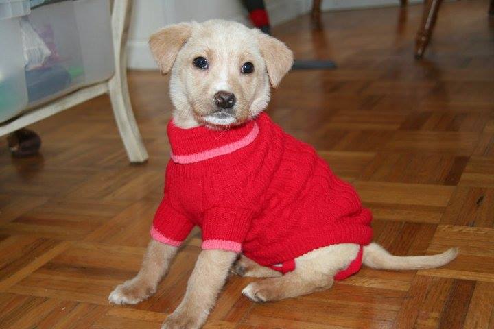 lucybaby.jpg