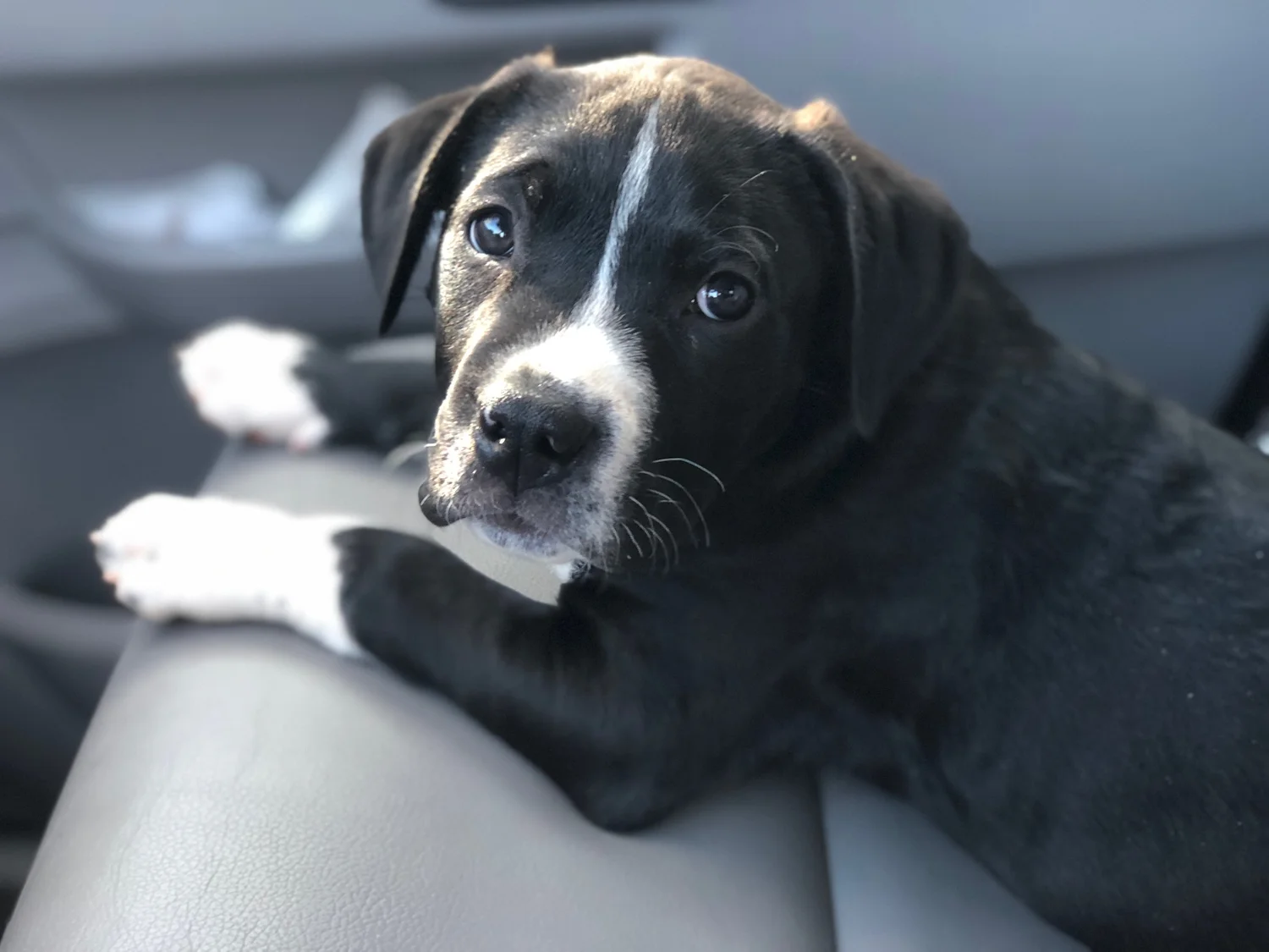 Ollie's Angels Animal Rescue