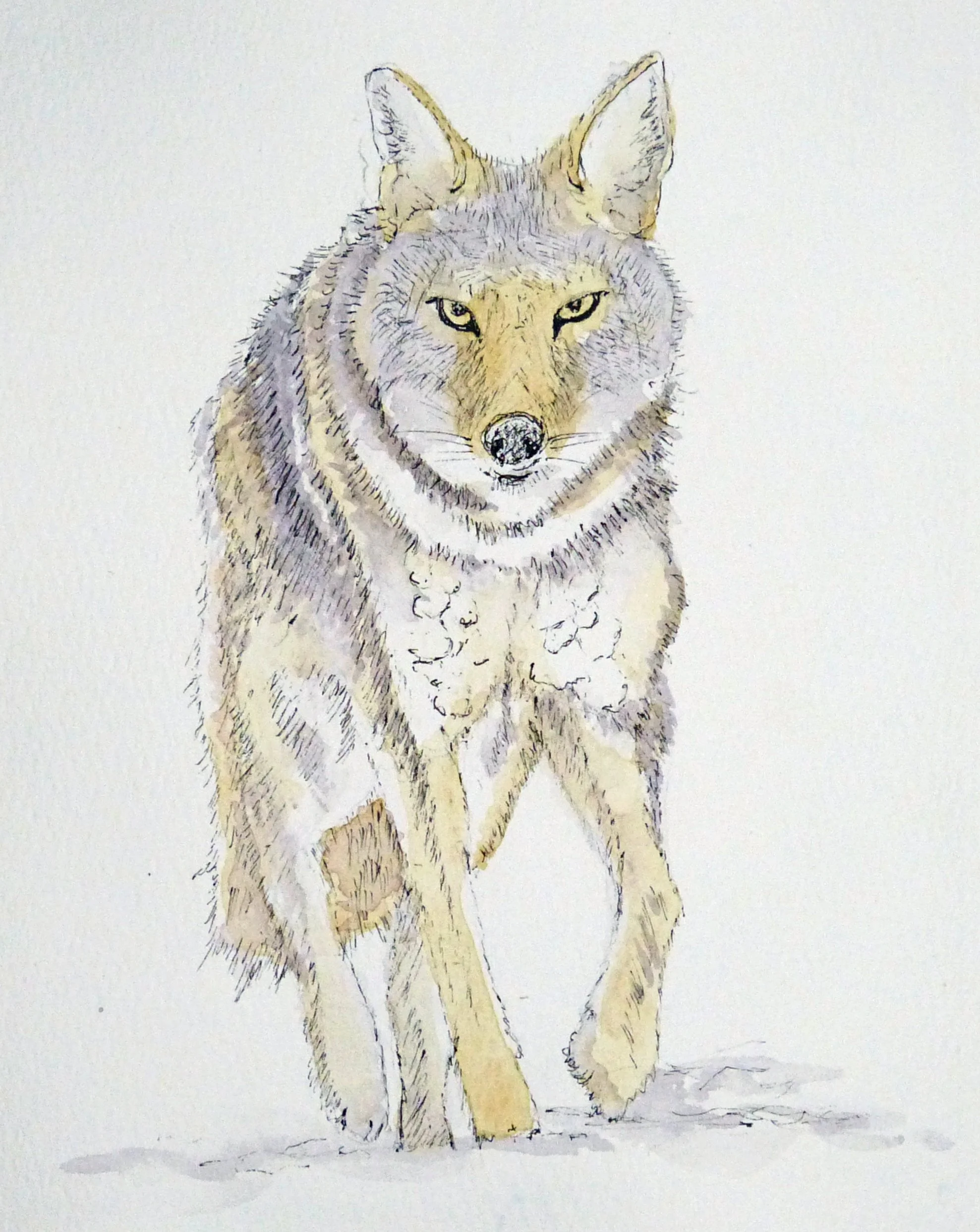 2026-08 Yellowstone Winter Wolf.JPG