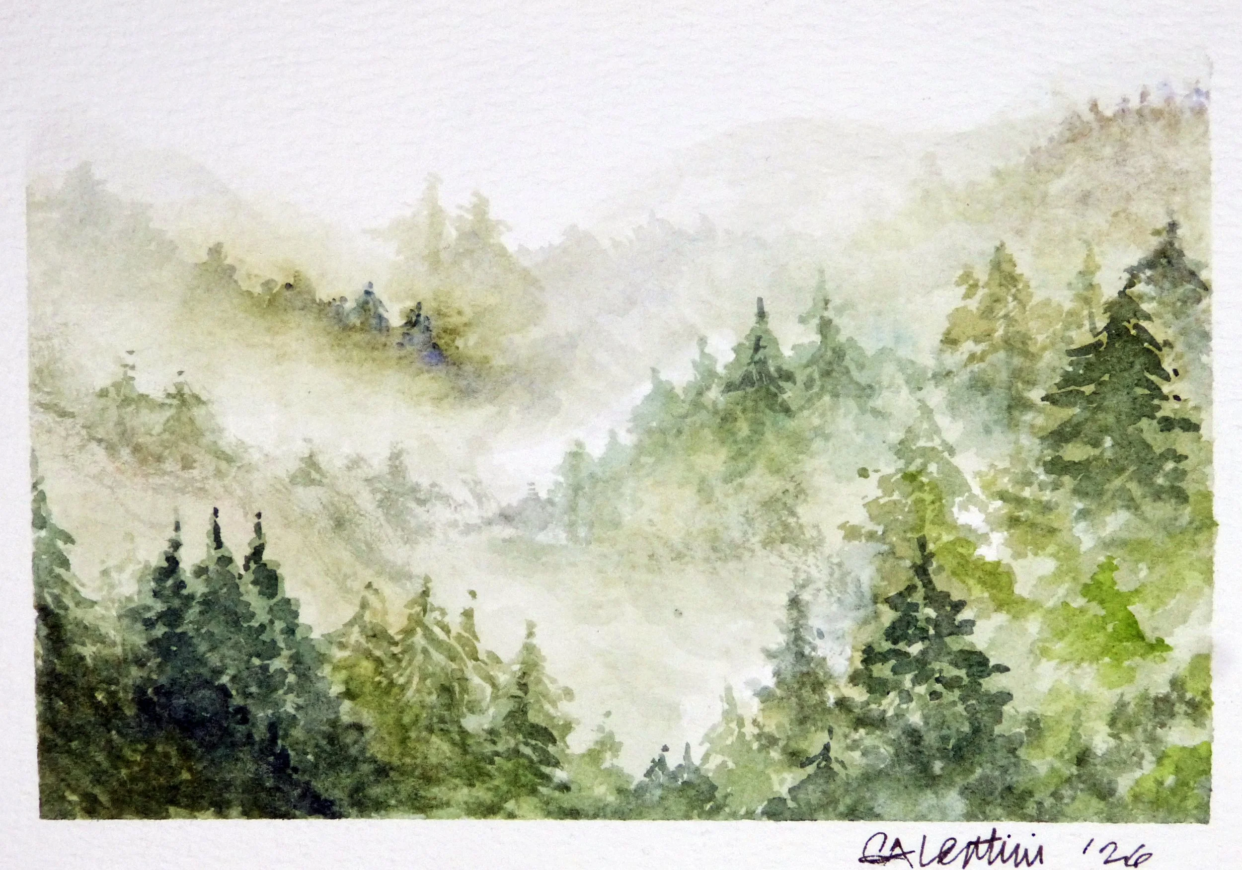 2026-09 Forest Fog.JPG