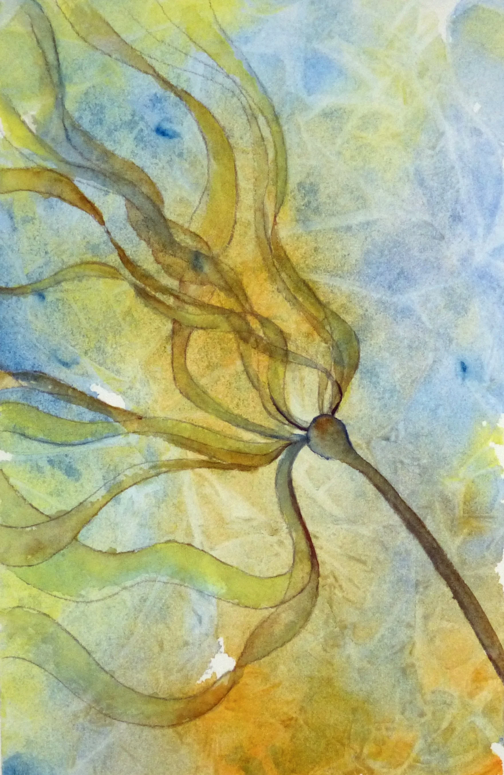 2026-06 Sea Kelp.JPG
