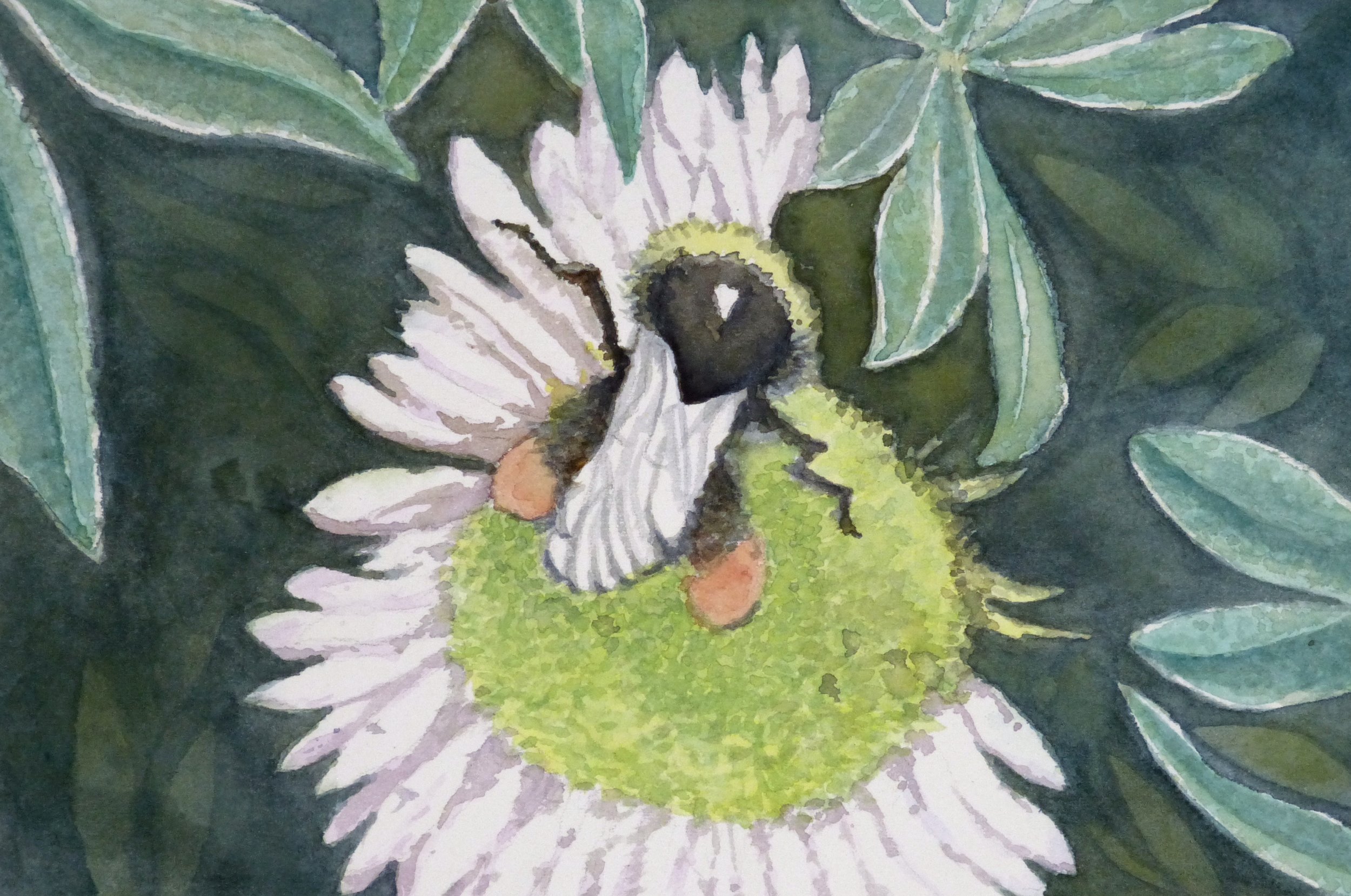 2026-06 Bee + Flower.JPG
