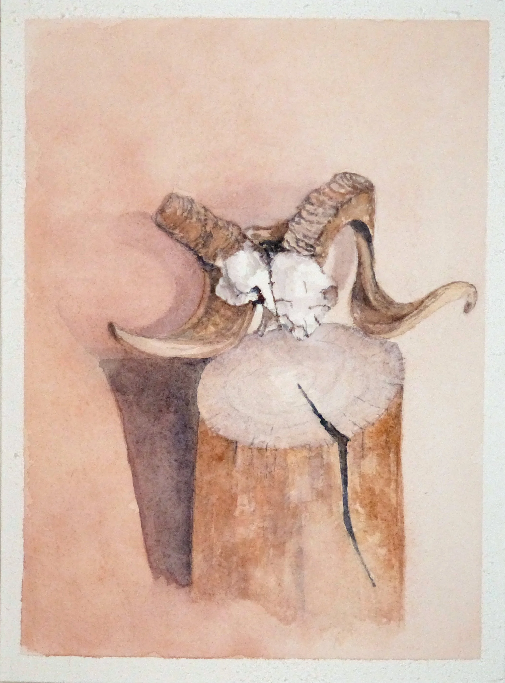 Abiquiu Skull 02.JPG