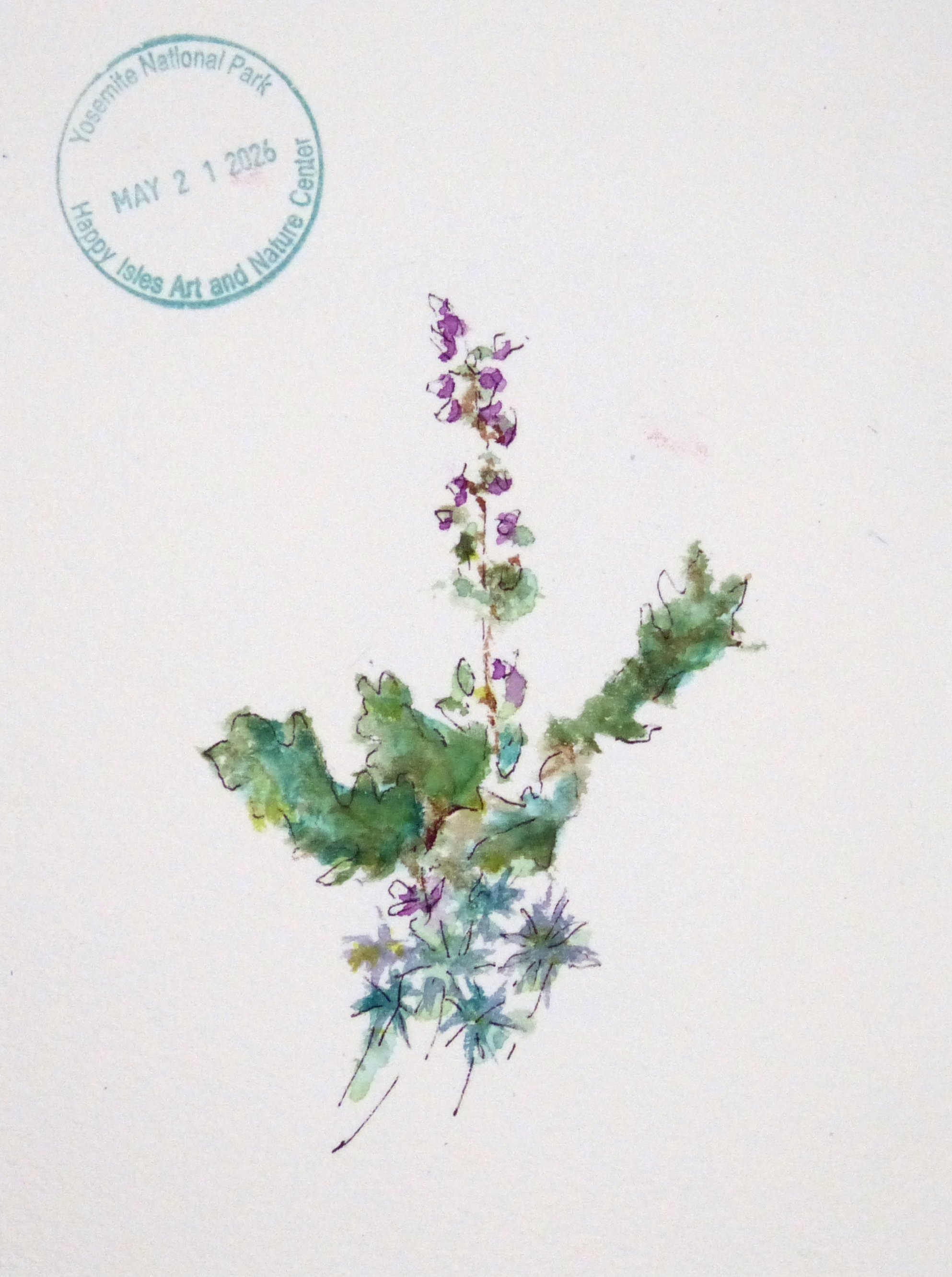 2026-05 Yosemite Lupine.JPG