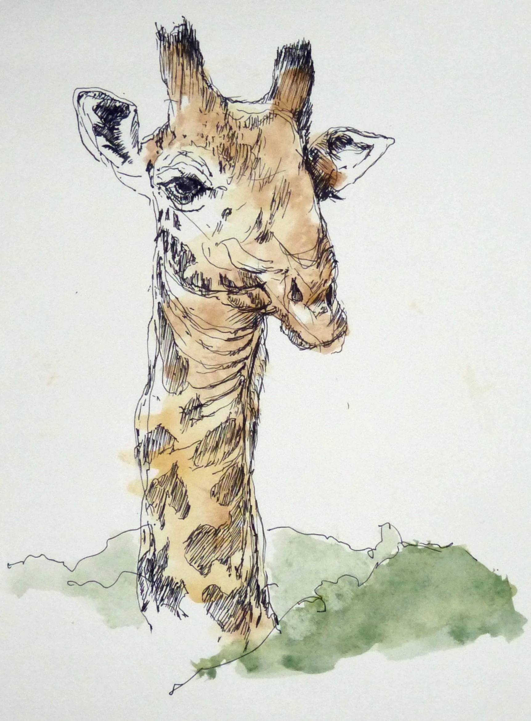 2026-07 Giraffe 01.JPG